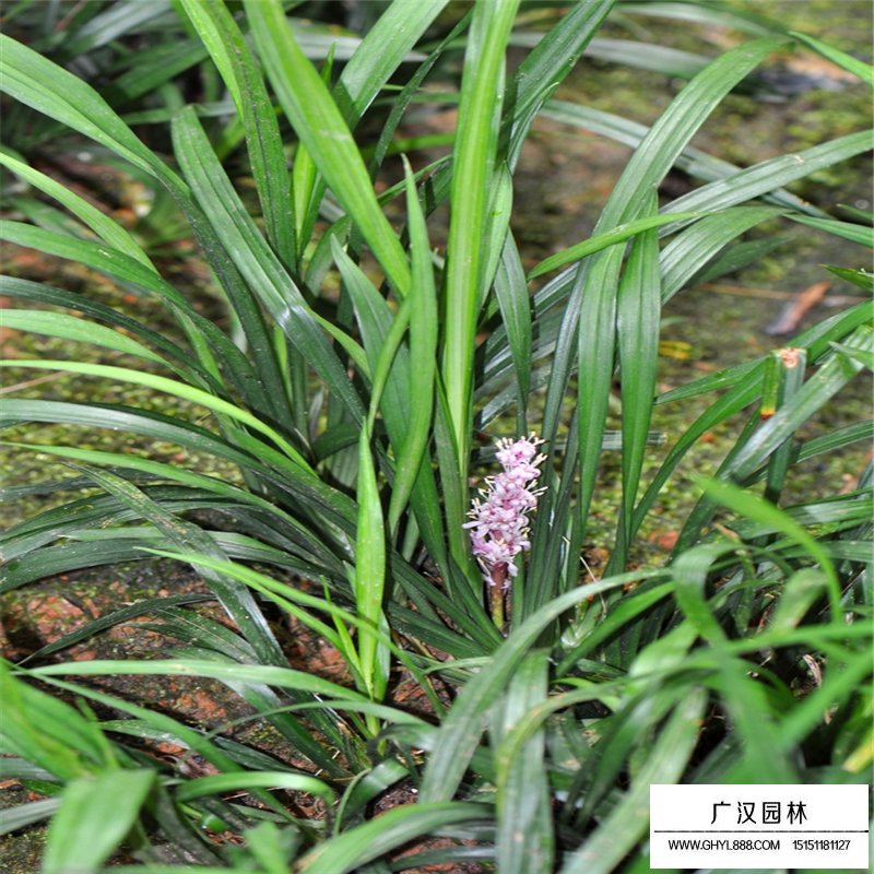 吉祥草