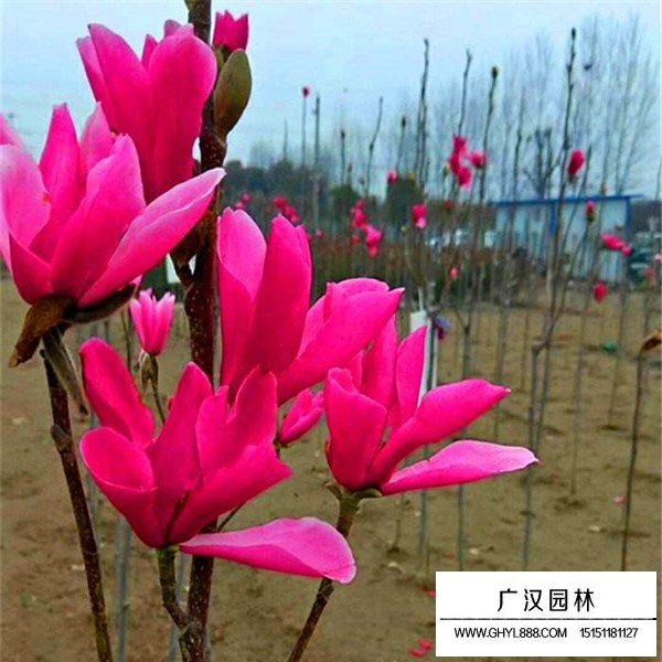 娇红玉兰