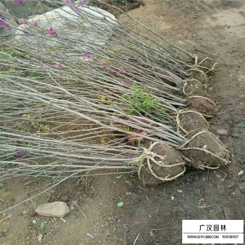 丛生紫荆什么时间种植最好(图4)