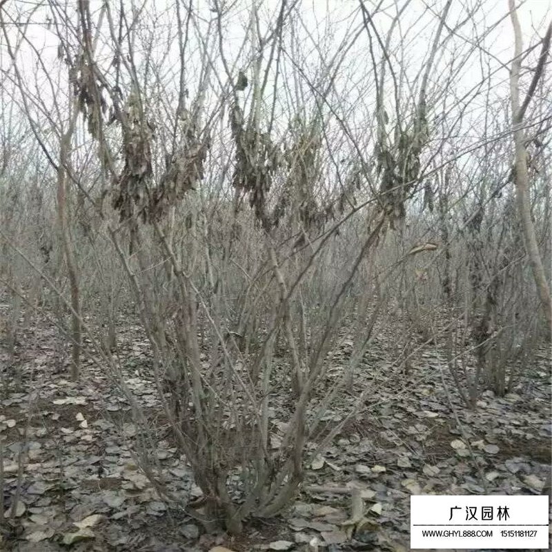 丛生紫荆什么时间种植最好(图6)