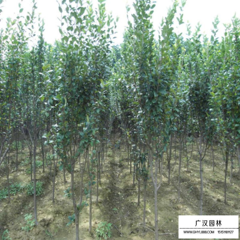 西府海棠基地