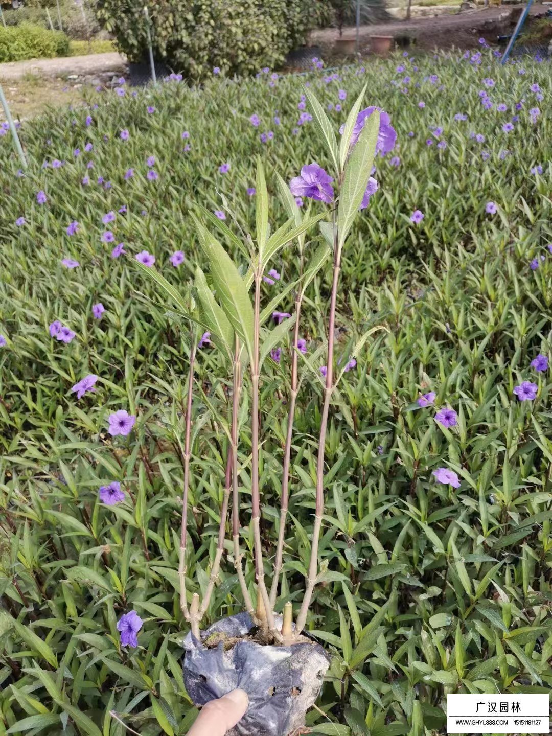 紫花翠芦莉