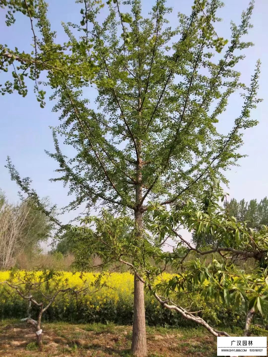 银杏树