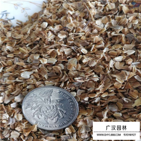 花环菊种子价格是多少(图4)