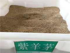 紫羊茅种子