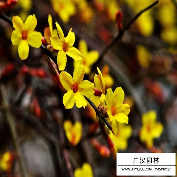 迎春花与连翘和野迎花有什么区别(图1)