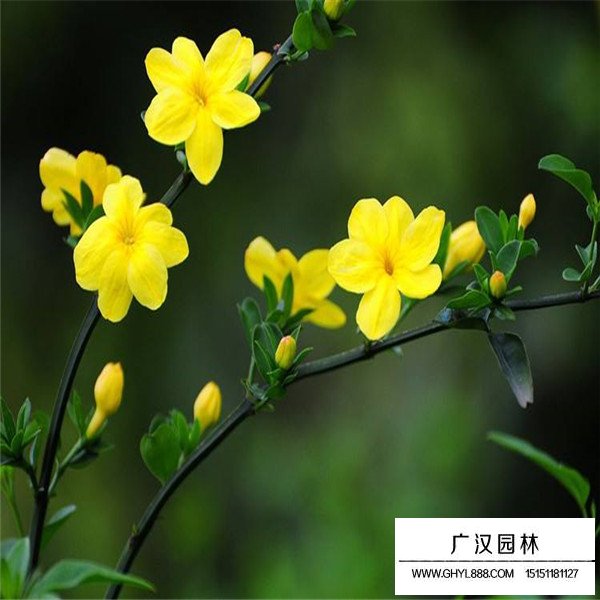 迎春花与连翘和野迎花有什么区别(图4)