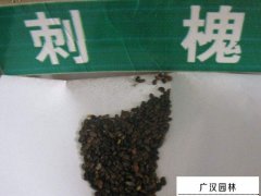 刺槐种子