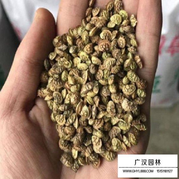 红豆草种子(图3)