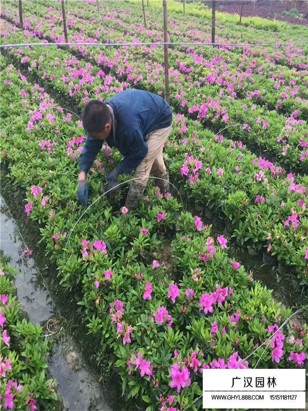 毛鹃的种植方式(图1)