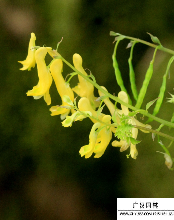 高原花