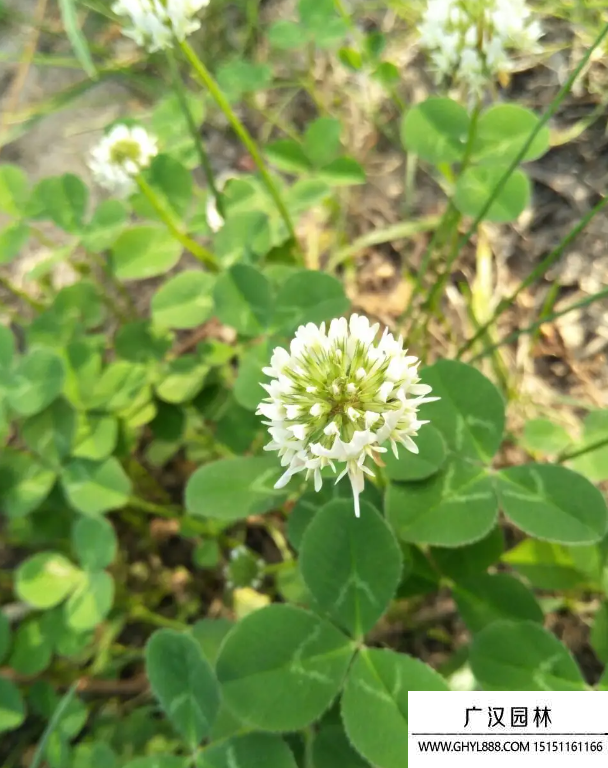 豆科牧草