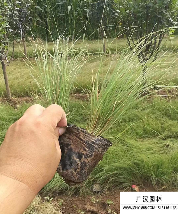 野牛草