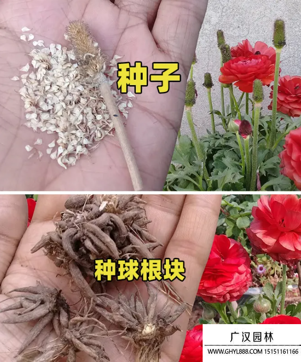 花毛茛种子