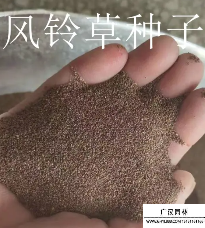 凤铃草种子