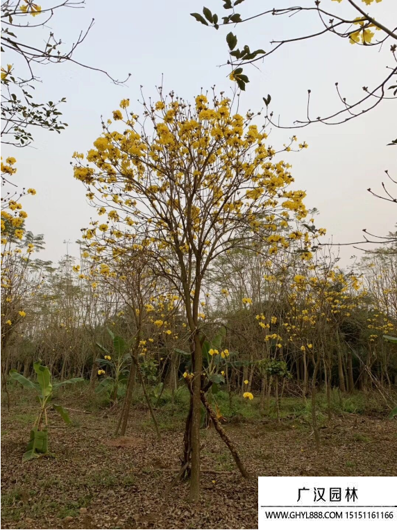 黄花风铃