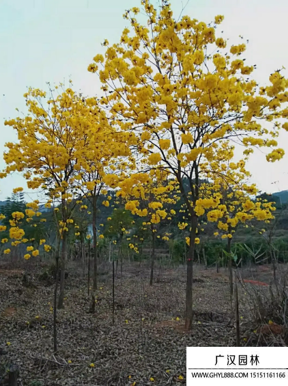 黄花风铃