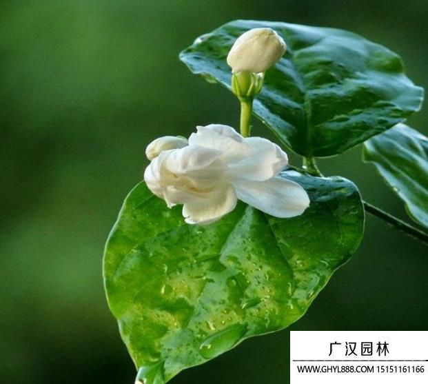 茉莉花