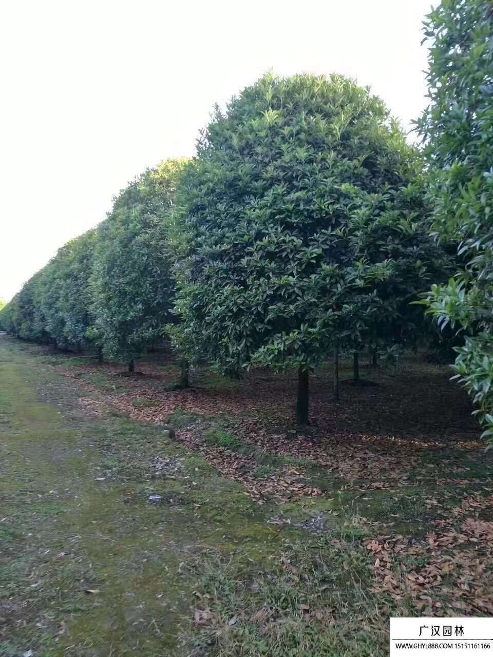 桂花树 