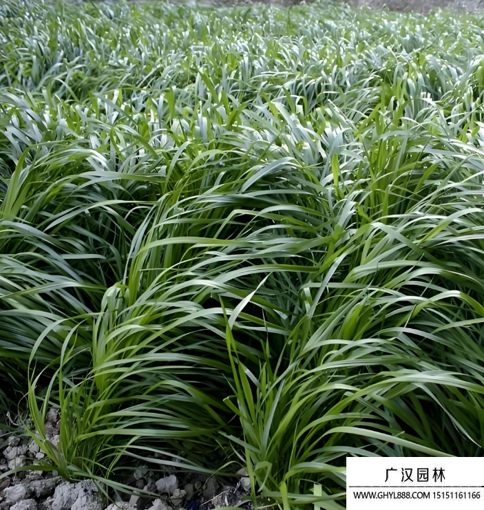 多花黑麦草