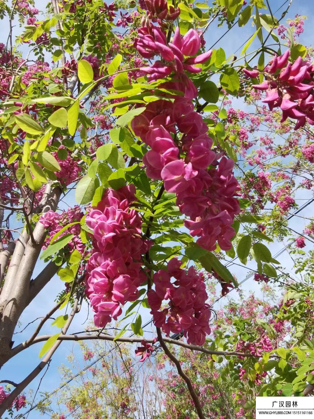 香花槐 