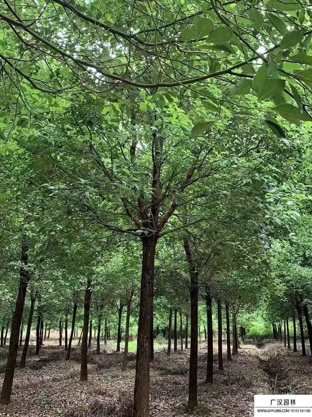 香樟树