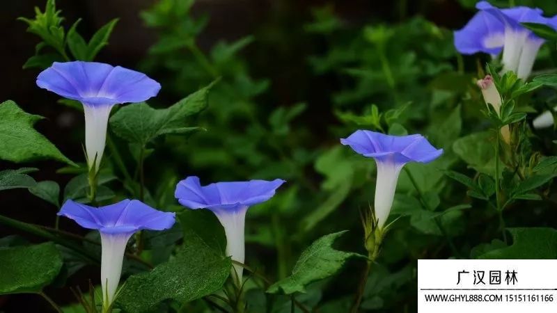 牵牛花靠什么传播种子