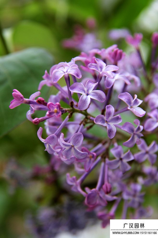 紫色丁香花图片