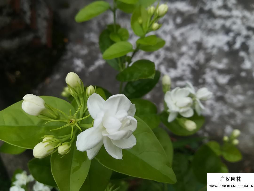 茉莉花图片