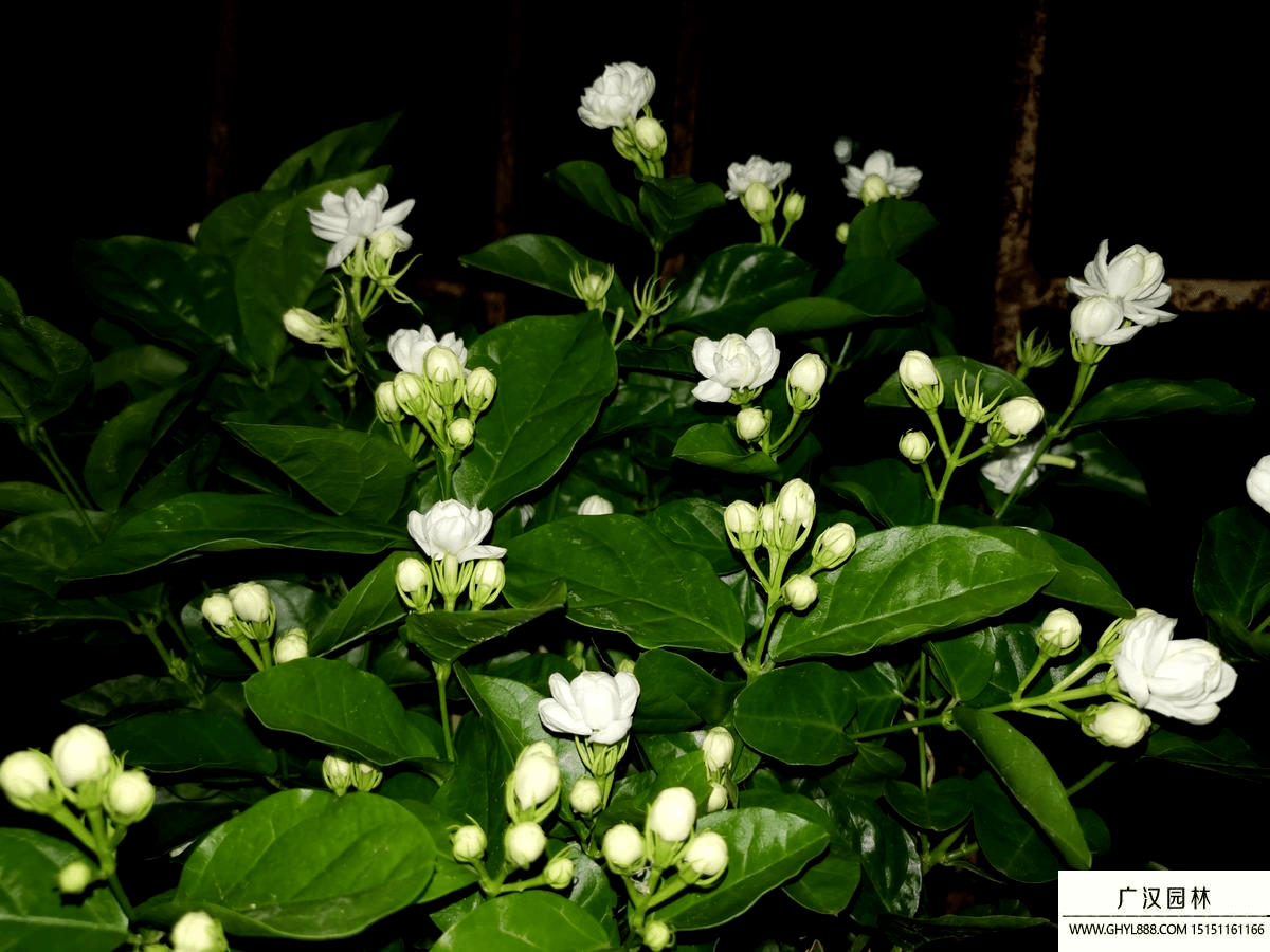 茉莉花图片