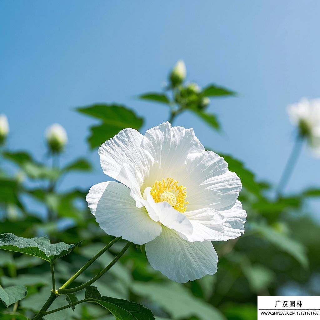 芙蓉花花期介绍.jpg