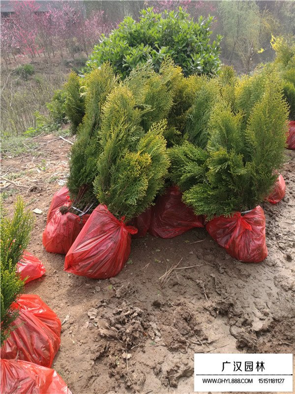 洒金柏的种植方式(图1)