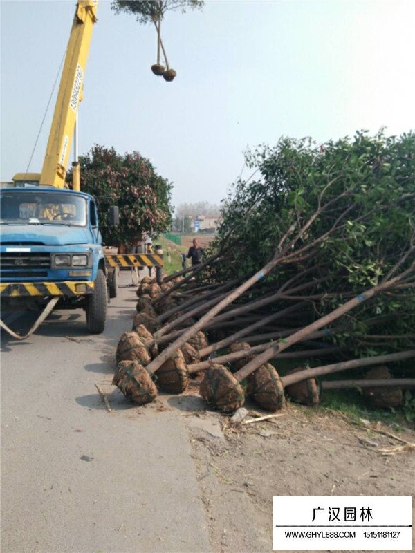 石楠树的主要分布(图2)