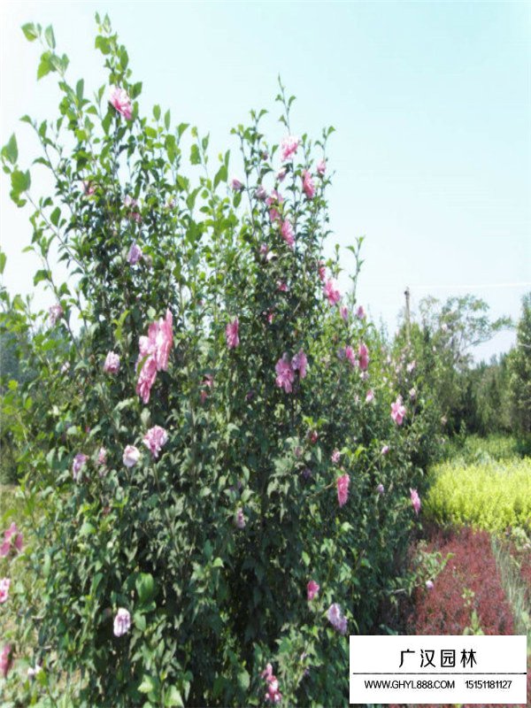 木槿花