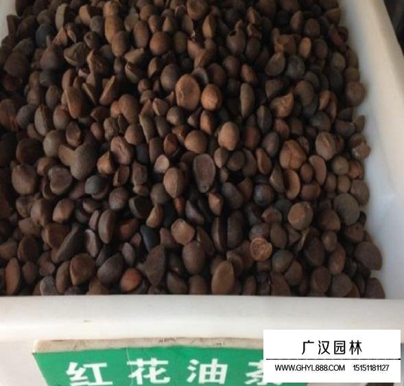 红花油茶种子