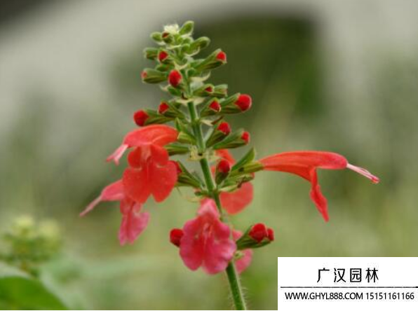 红花鼠尾草